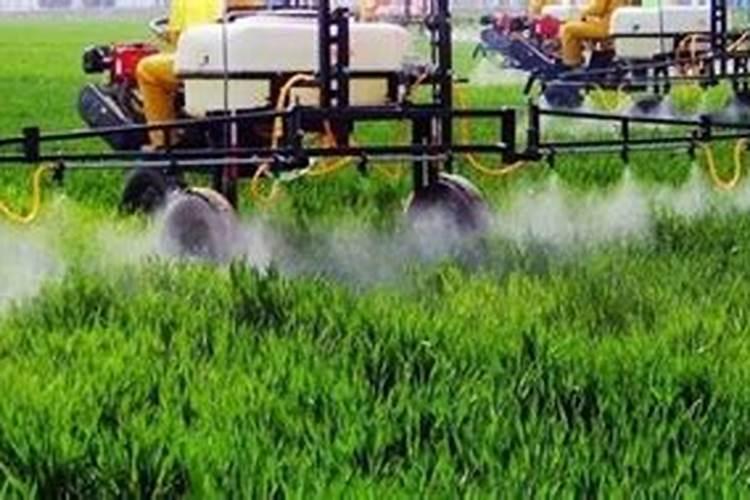 盆栽百合花的叶子可以喷水吗 给百合花的叶子喷水需要注意哪些方面百度...