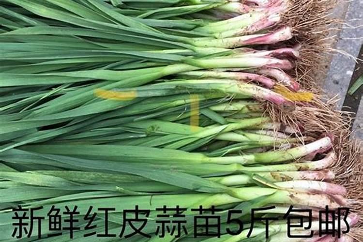 大蒜返青期可以追施硅肥吗？