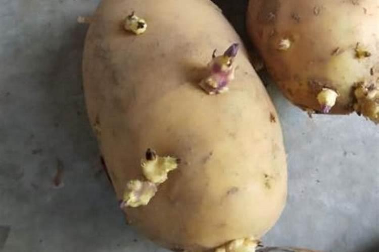 牡丹什么时候施肥最好 牡丹花要在什么时间施肥