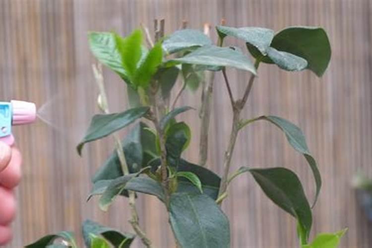 树仔菜种植方法与步骤