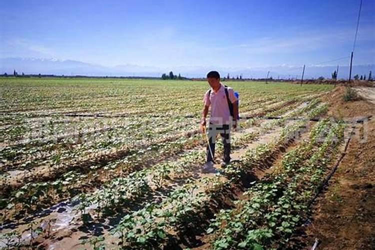 怎么给玫瑰花施肥？