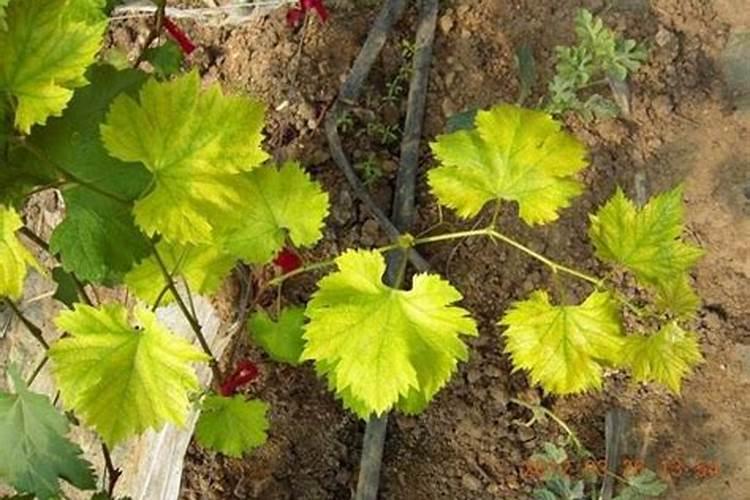 多肉掉色怎么恢复最快