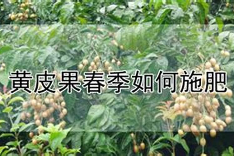 太阳花施什么肥比较好,主要以磷肥为主