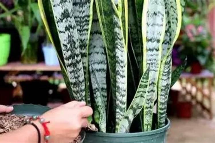 德沃多芝麻饼肥怎么样