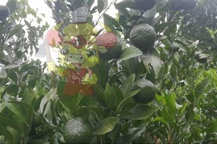 土里种出来的山药豆苗能吃吗