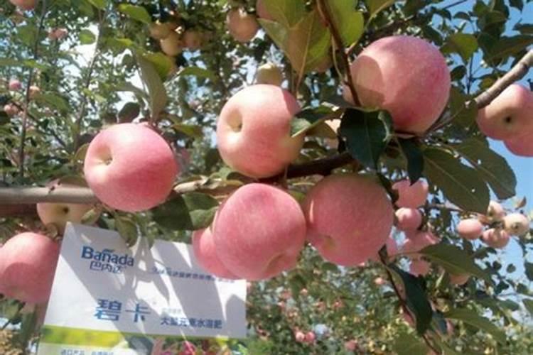 硼肥1克兑多少斤水