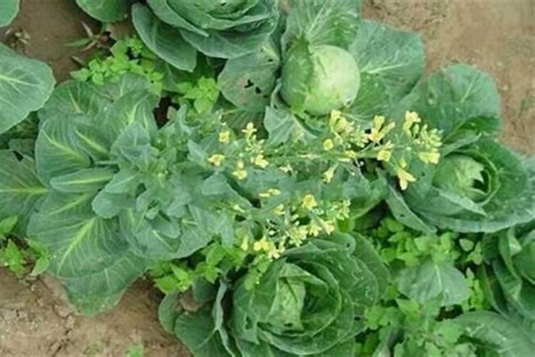 橘子皮怎么做花肥
