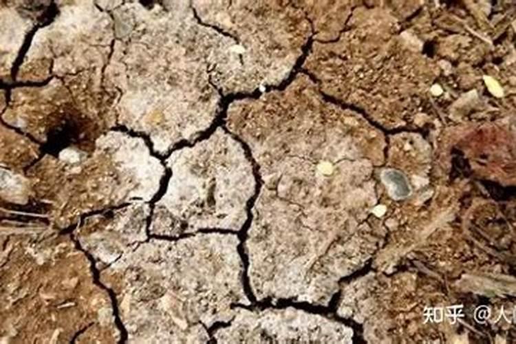 适合盐碱地的农作物