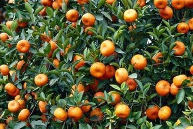 沙糖桔膨果用什么肥 如何施肥效果好