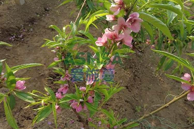 如何施用硼肥？