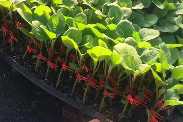 茄子的种植方法