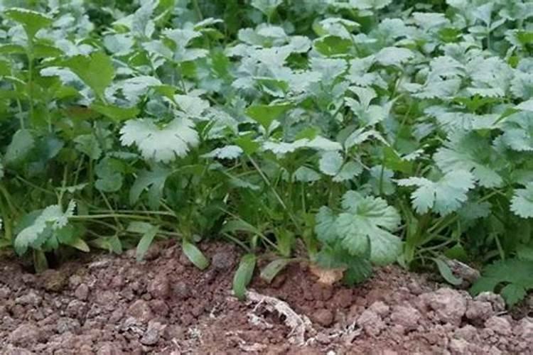 香菜种植施肥方法