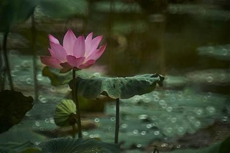 荷花种苗怎样种 怎么种植荷花