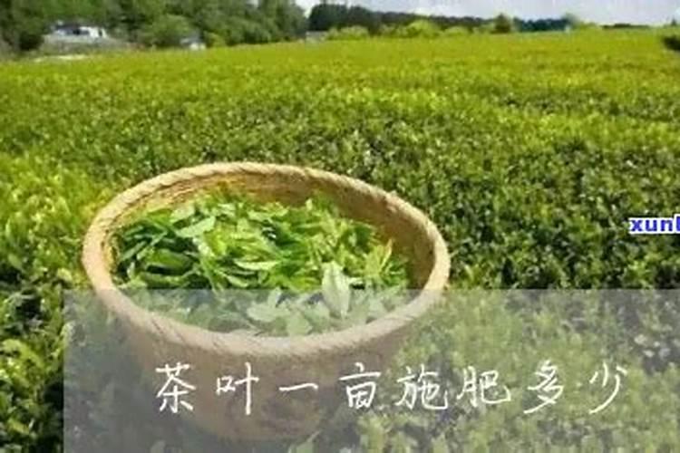 茶叶的用肥方法 结合冬季翻土