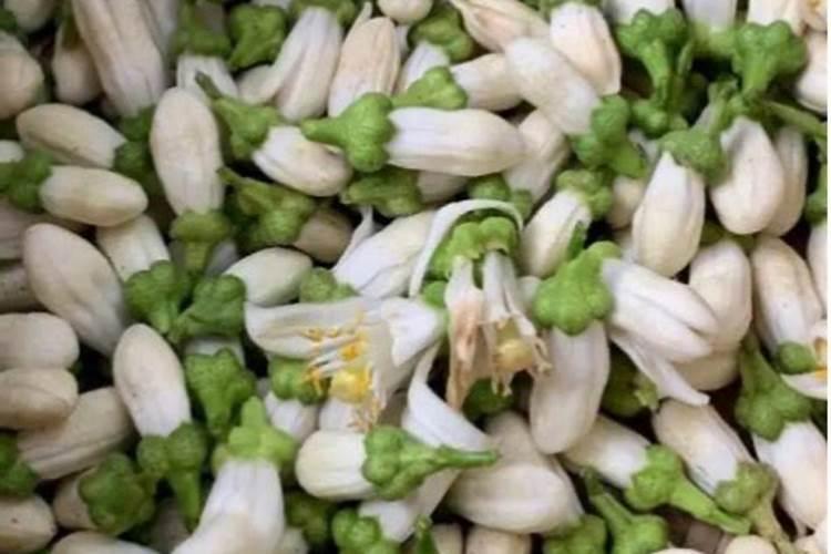 代代花盆栽与管理