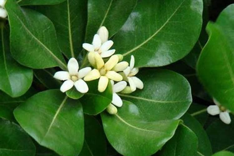 代代花盆栽与管理