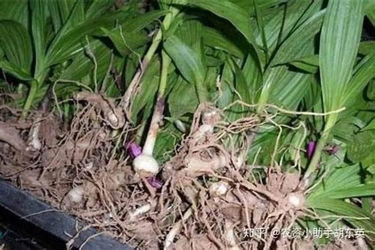 大蒜叶枯病特效药