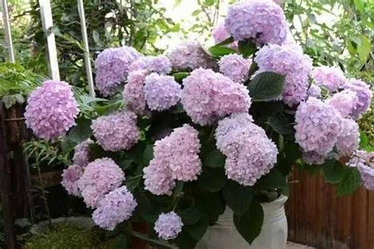 绣球花喜欢肥料吗？你喜欢用什么肥料？