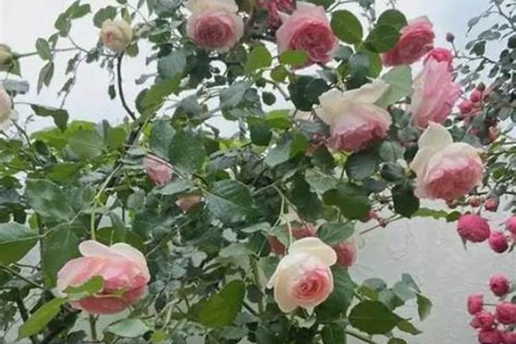 小麦灌浆期,还需要补充硼肥吗？这个叶面肥,适合后期使用