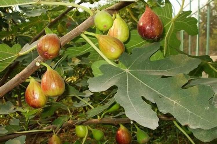 回忆童年的雪糕