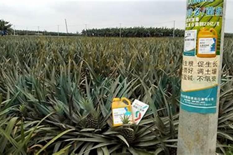 如何给凤梨施肥与浇水？