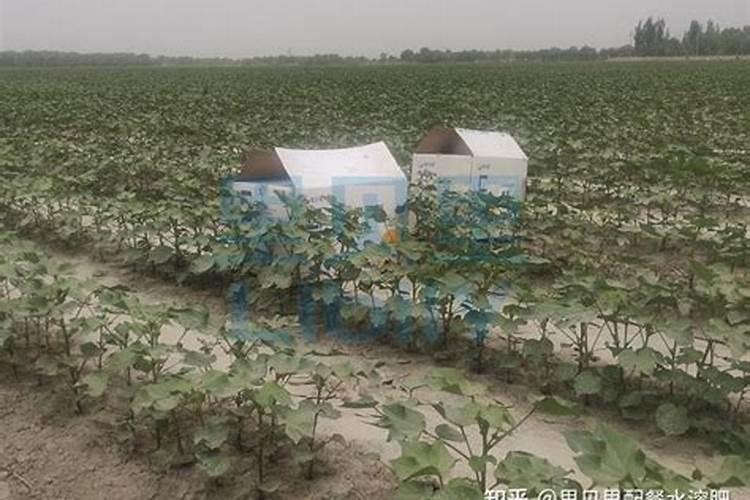 棉花用什么肥料效果好？