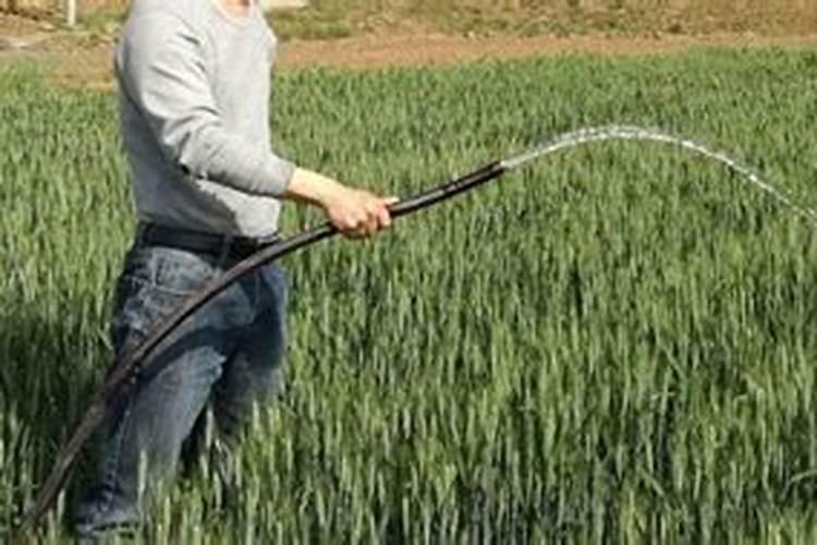 麦地撒完尿素不下雨对小麦有伤害吗？昨天撒施的屁素,天气预报有雨,结果...