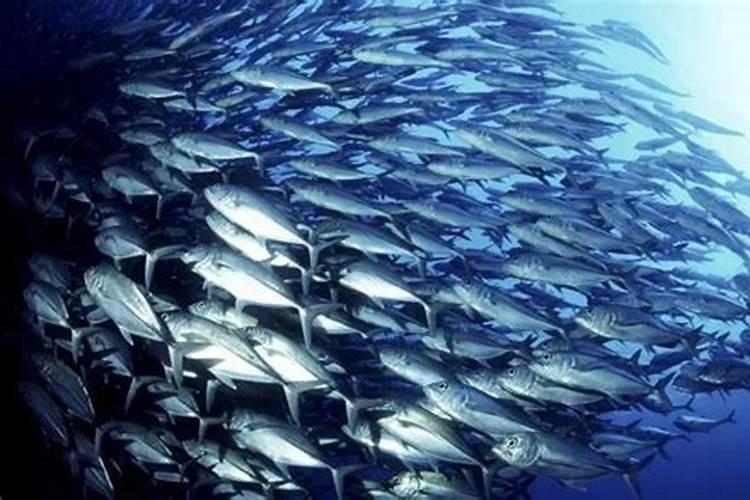 芒硝法生产硫酸钾的关键技术研究及其工业化应用