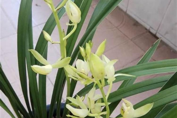 怎么养兰花根能再发芽,有芽了怎么种植
