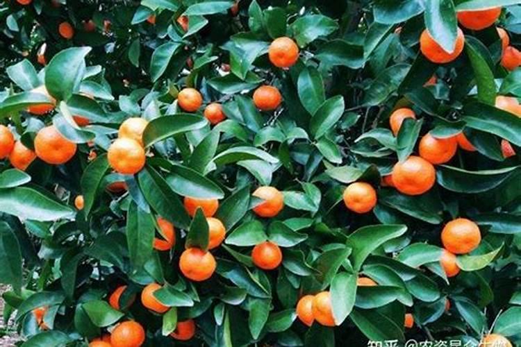 海藻肥哪个品牌的好