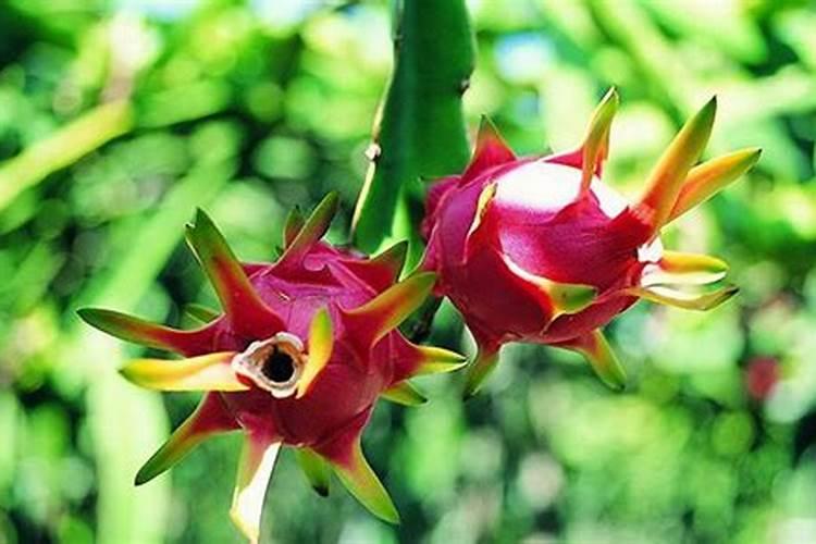 栀子花树叶子黄了不长花苞,应施什么肥？？