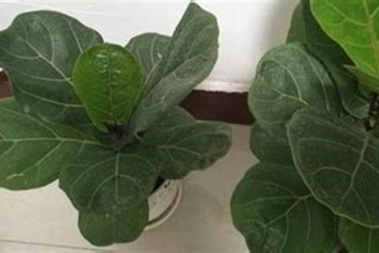 辽宁省沈阳新民有种青蒜的地址吗