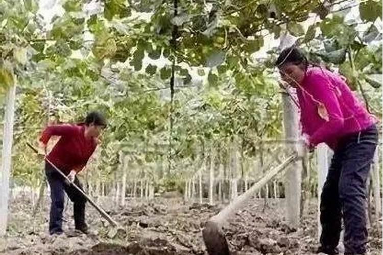 水溶肥是什么肥料