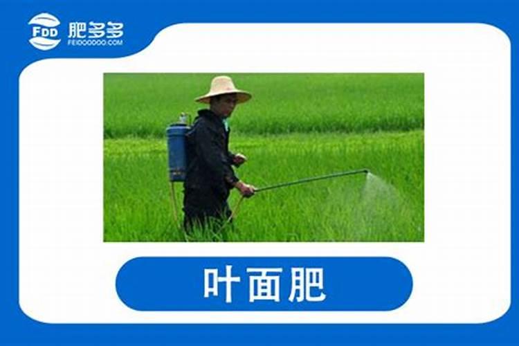 怎么给槟榔树施肥？这是什么肥料？