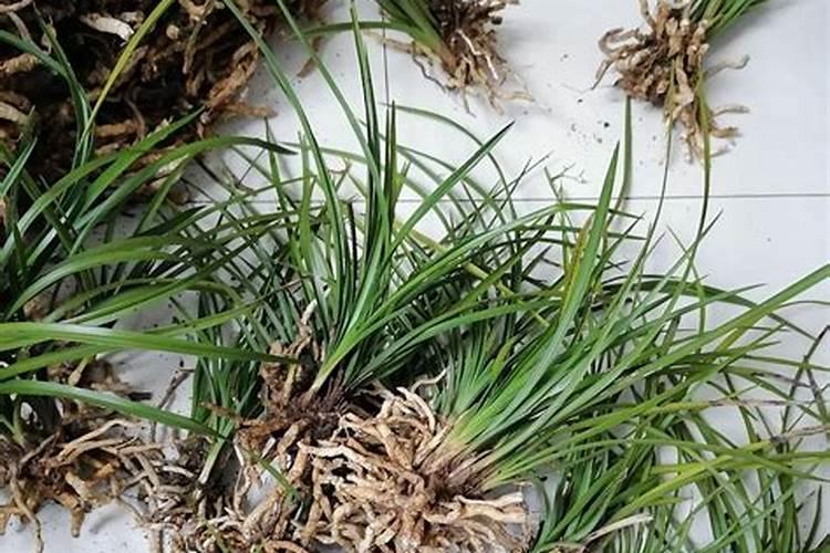 蕙兰几月花芽分化？怎样才能让它美美开花？