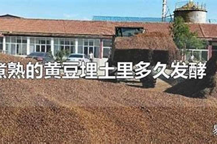 黄豆水泡几天可以浇花  黄豆煮熟放土里做花肥
