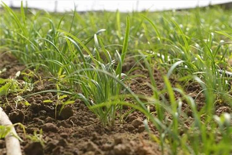 ...他发现自家的蔬菜生长不茂盛,叶色淡黄.(1)他应