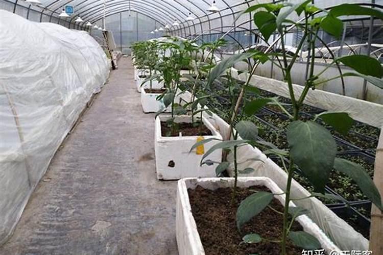 盆栽七彩椒的种植方法