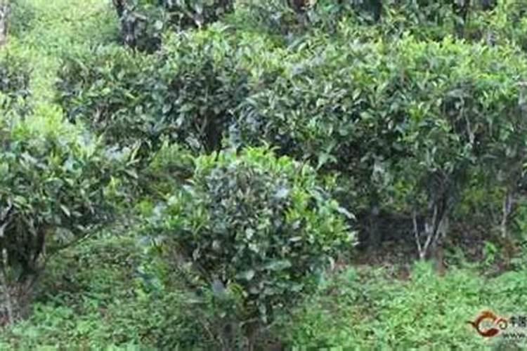 茶叶的用肥方法