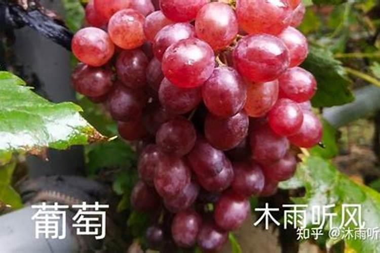 香蕉袋套完洒什么肥料肥的快些