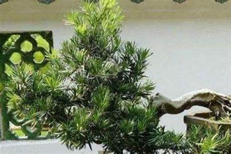 罗汉松矮化增粗,追施复合肥并喷洒矮壮素