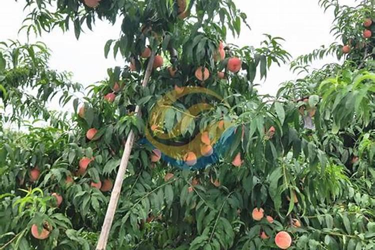 桃子花脸病怎么防治？