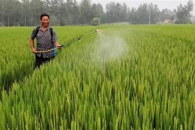 高粱种子什么品种最好