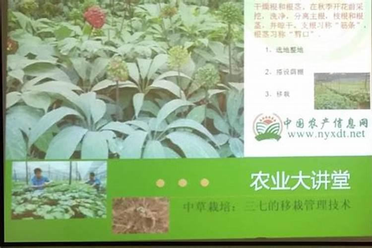 三七栽培和管理技术