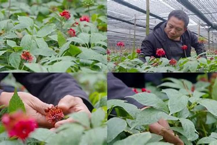 三七田间管理要点 三七水肥管理技巧总结