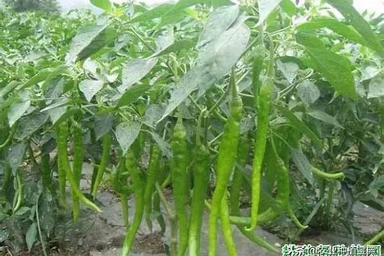 辣椒缺镁症防治方法