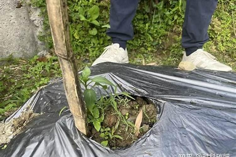 鱼粪能做水草的肥料不