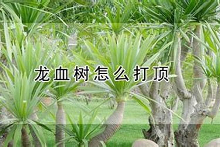 柑橘专用叶面肥 果树叶面肥哪家好 柑橘用什么叶面肥效果好