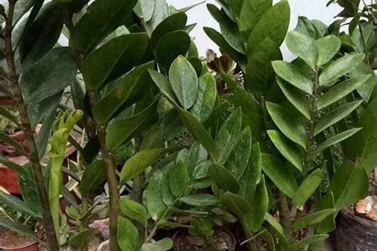 金钱树四季施肥方法