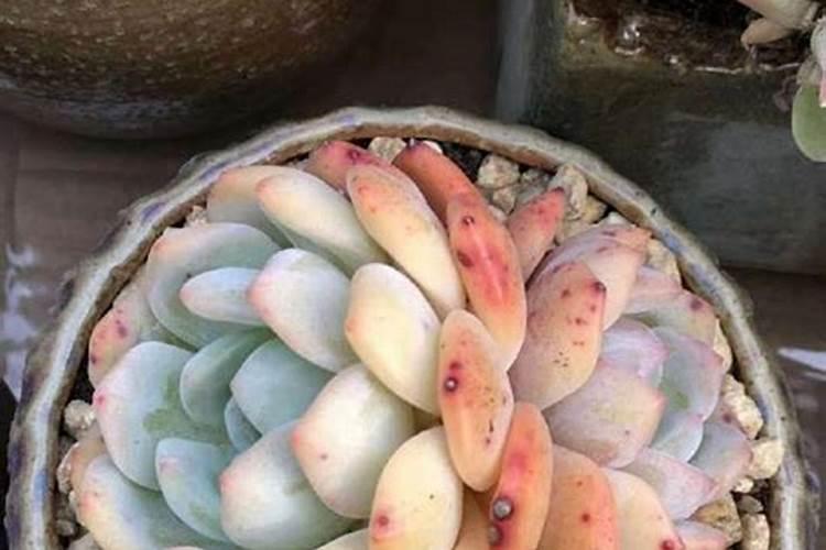 多肉植物能喷磷钾肥吗